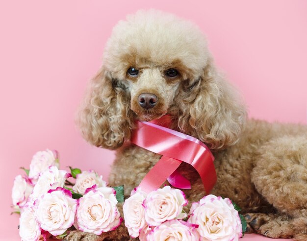 Dia dos namorados cão damasco poodle com uma fita em volta do pescoço e um buquê de rosas cor de rosa em um fundo rosa