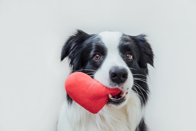 Dia dos namorados conceito retrato engraçado cachorrinho fofo border collie segurando coração vermelho na boca iso...