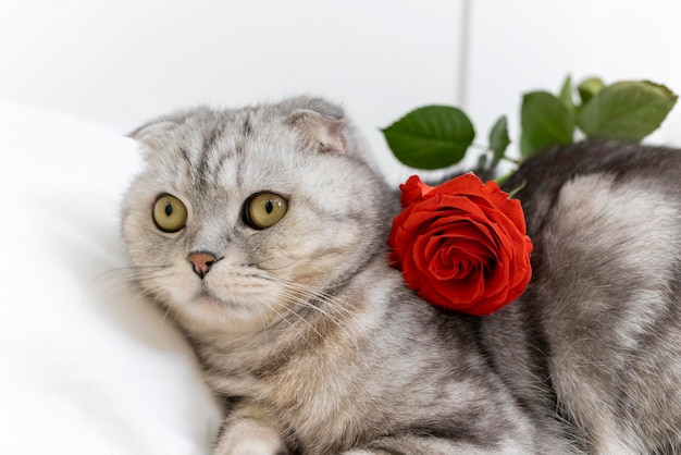 Dia dos namorados gato de raça pura escocesa com uma rosa vermelha está na cama feliz dia dos namorados saudações