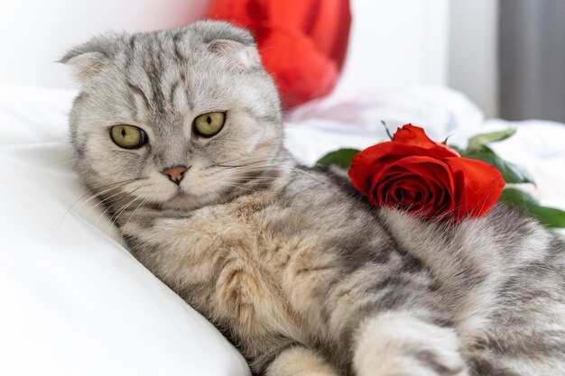 Dia dos namorados gato de raça pura escocesa com uma rosa vermelha está na cama feliz dia dos namorados saudações