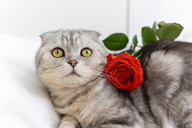 Dia dos namorados gato de raça pura escocesa com uma rosa vermelha está na cama feliz dia dos namorados saudações