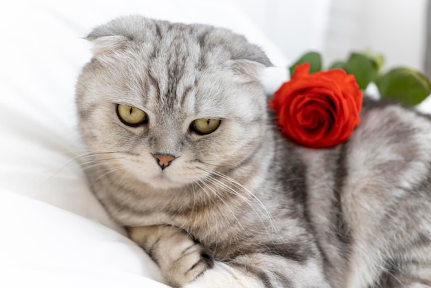 Dia dos namorados gato de raça pura escocesa com uma rosa vermelha está na cama feliz dia dos namorados saudações