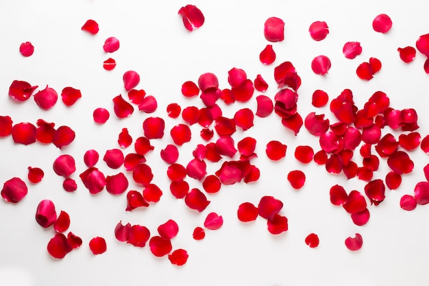 Dia dos namorados. pétalas de flores rosa em fundo branco. plano de fundo dia dos namorados. camada plana, vista superior, espaço de cópia.
