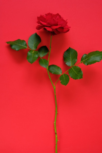 Foto dia dos namorados rosa vermelha em um fundo vermelho brilhante lindo fundo floral