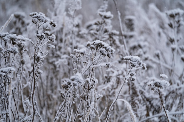 dia ensolarado de inverno, caules e galhos de plantas em uma geada gelada brilhante