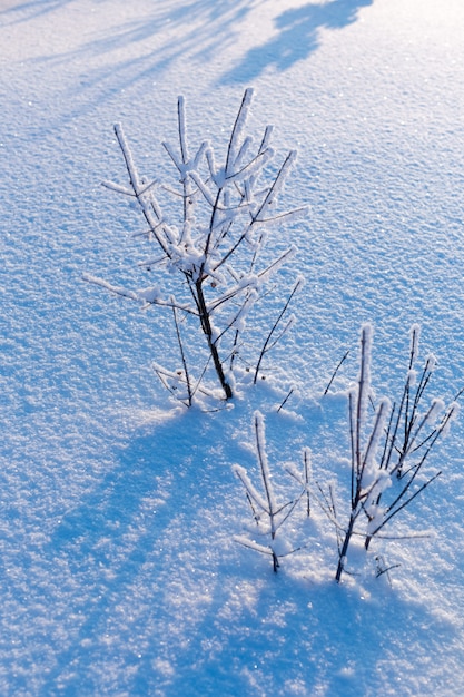 Dia ensolarado de inverno. Geada nas árvores, grama, galhos.