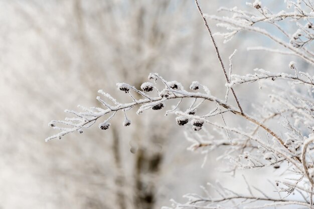 Foto dia ensolarado de inverno no parque e árvores na neve fechada natureza de inverno