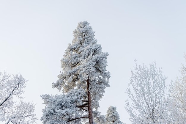 Foto dia ensolarado de inverno no parque e árvores na neve