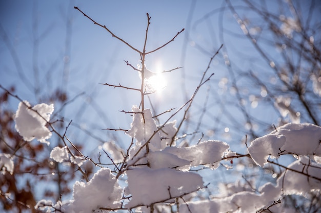 Foto dia ensolarado de inverno