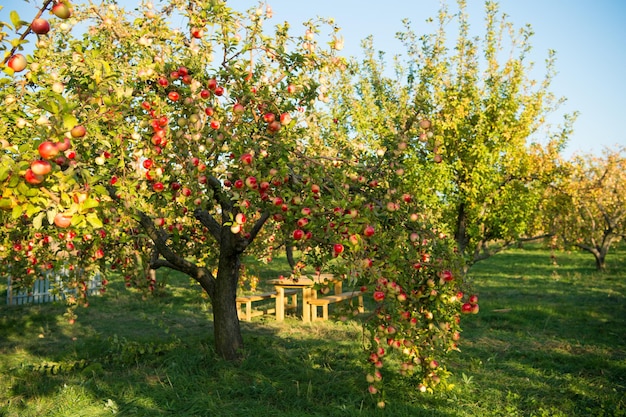 Dia ensolarado de outono do fundo da natureza do jardim da apple. jardinagem e colheita. a queda da maçã cultiva frutas naturais orgânicas. macieira com frutos maduros em galhos. conceito de colheita de maçã.