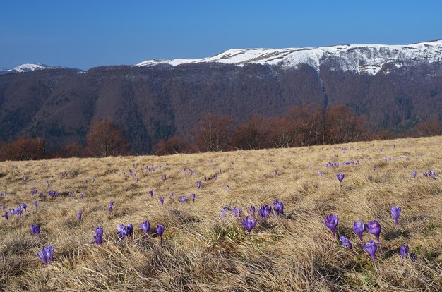 Dia ensolarado de paisagem de primavera. Flores de açafrão nas montanhas. Cárpatos, Ucrânia, Europa