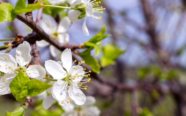 Dia ensolarado de primavera. flor de cerejeira