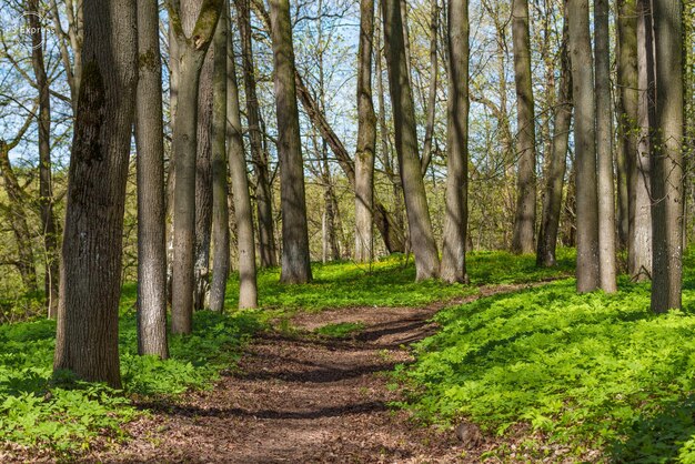 Dia ensolarado de primavera na floresta