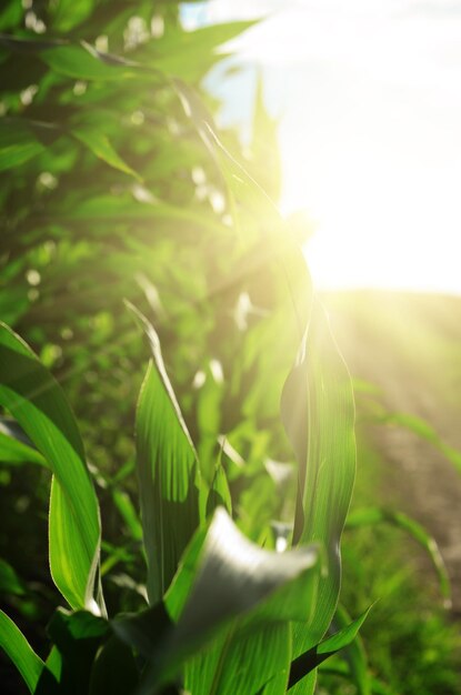 Dia ensolarado de verão do campo de milho verde na Ucrânia