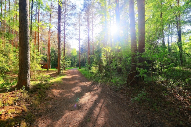 dia ensolarado de verão no parque verde, bela paisagem de fundo de árvores