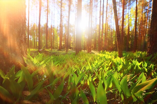 dia ensolarado de verão no parque verde, bela paisagem de fundo de árvores