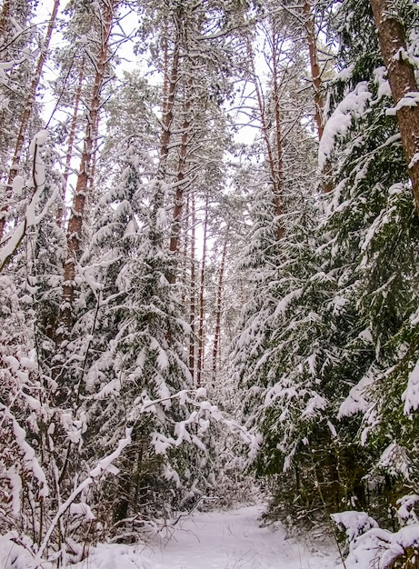 Dia frio de inverno na floresta coberta de neve