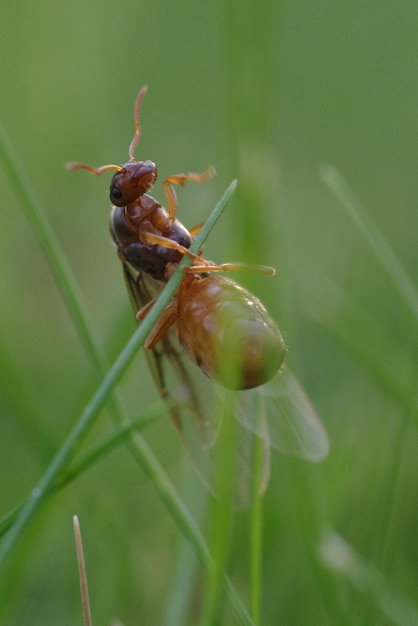 Foto un día de hormigas muchas hormigas en mi césped