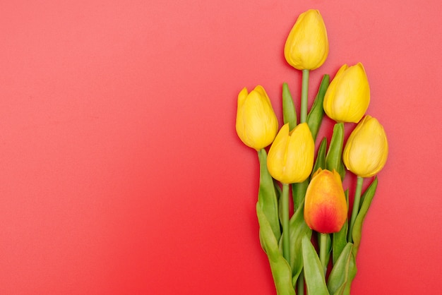 Día Internacional de la Mujer con flores de tulipán sobre fondo rojo