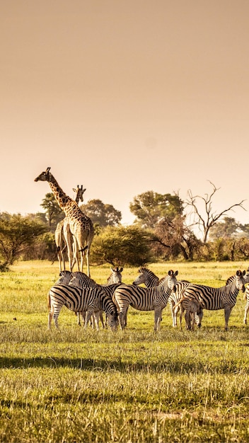 Día internacional de la vida silvestre en la naturaleza planeta animal 1