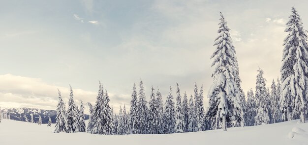 Día de invierno en el bosque, todos los árboles cubiertos de nieve blanca