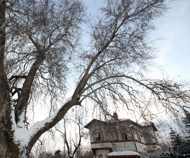 Un día de invierno cubierto de nieve Villa y árbol