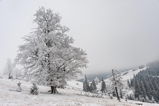 Día de invierno helado en las montañas