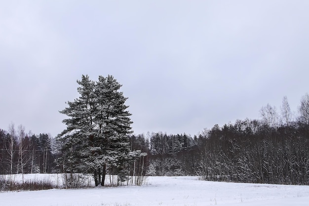 Día de invierno en Letonia Europa Vista panorámica de la naturaleza