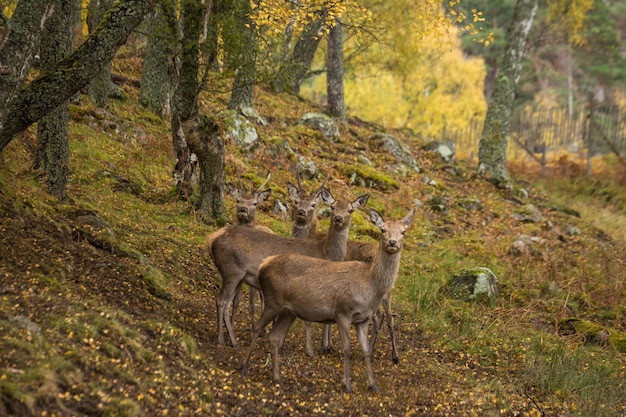 Foto día lluvioso de escocia