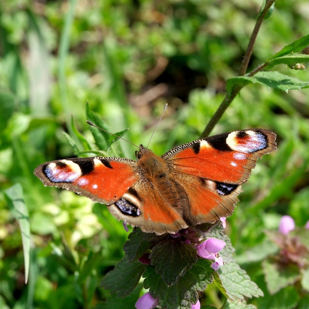 Día mariposa Almirante