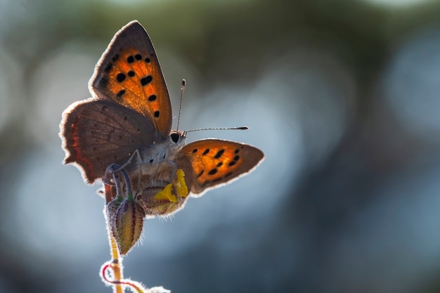 Día de la mariposa posada en flor, Lycaena phlaeas panoptes.