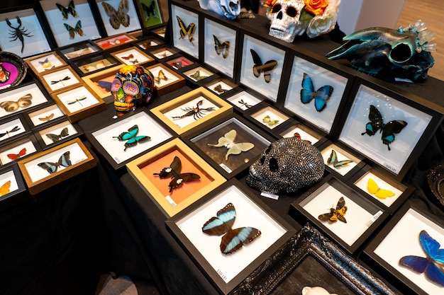 En el día de muertos se exhibe una exhibición de mariposas y calaveras.
