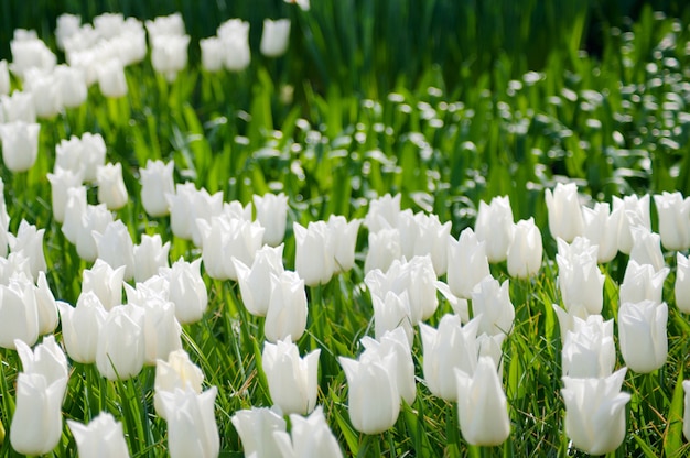 Dia de la mujer. Día de San Valentín. Primavera