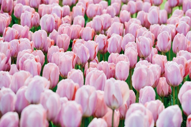 Dia de la mujer. Día de San Valentín. Primavera