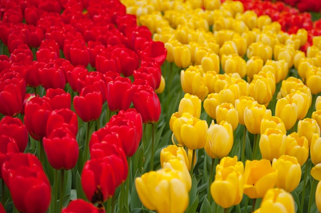 Dia de la mujer. Día de San Valentín. Primavera