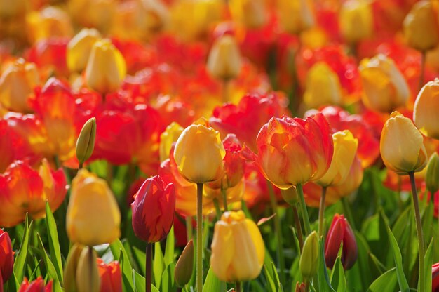 Dia de la mujer. Día de San Valentín. Tulipanes de primavera.