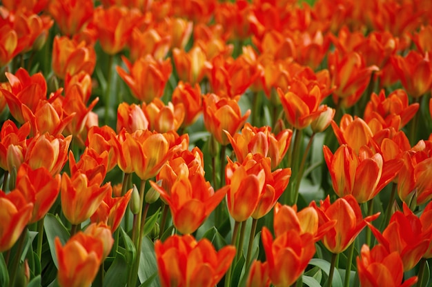 Dia de la mujer. Día de San Valentín. Tulipanes de primavera.