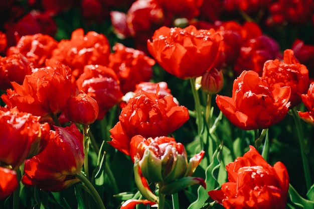 Dia de la mujer. Día de San Valentín. Tulipanes de primavera.