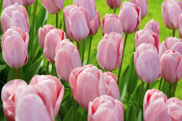 Dia de la mujer. Día de San Valentín. Tulipanes de primavera.