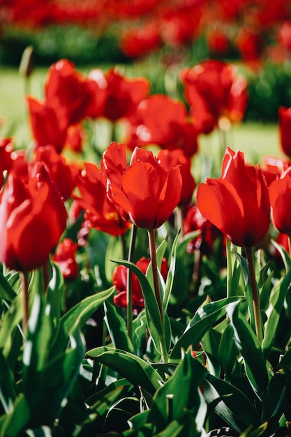 Dia de la mujer. Día de San Valentín. Tulipanes de primavera.