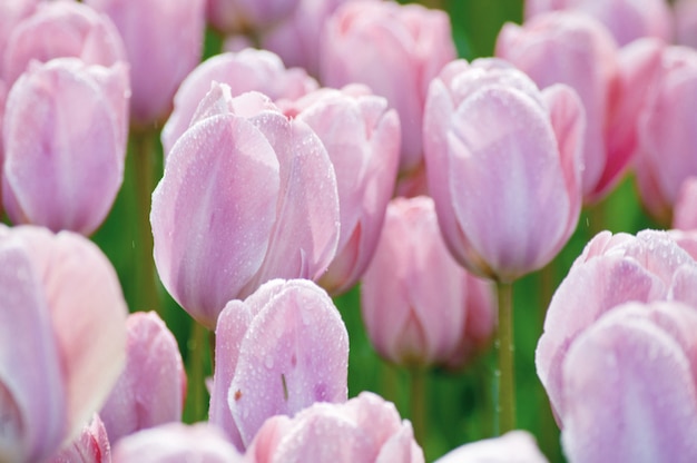 Dia de la mujer. Día de San Valentín. Tulipanes de primavera.