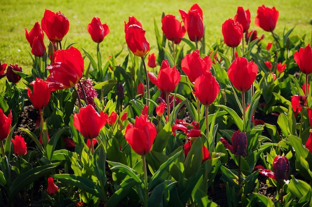 Dia de la mujer. Día de San Valentín. Tulipanes de primavera.