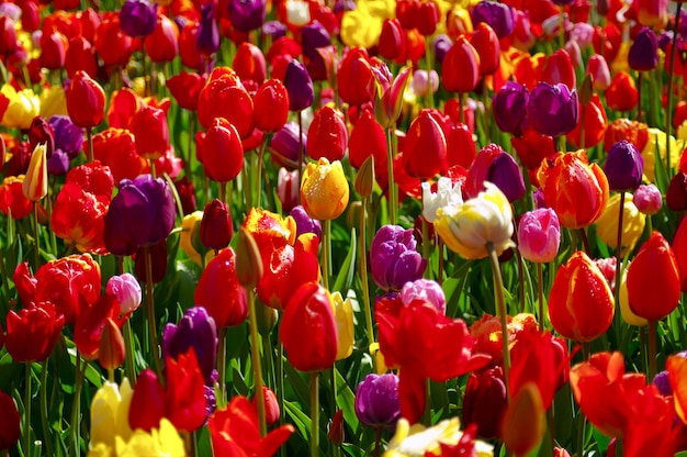 Dia de la mujer. Día de San Valentín. Tulipanes de primavera.