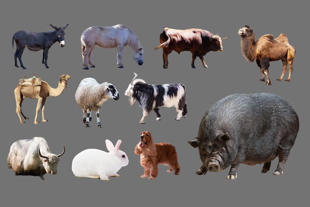 día mundial de los animales cerdo y otros animales de granja aislados sobre fondo gris transparente