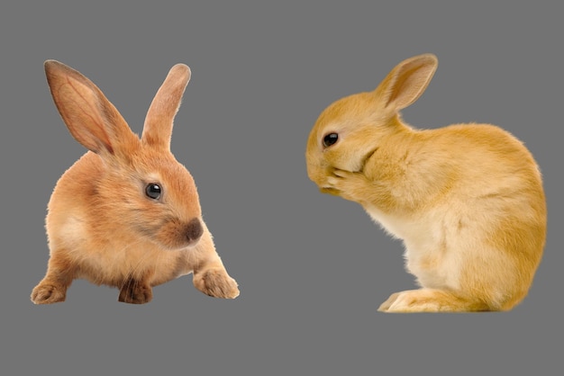 día mundial de los animales Conejos Citas Bebé de conejo naranja sobre fondo gris transparente