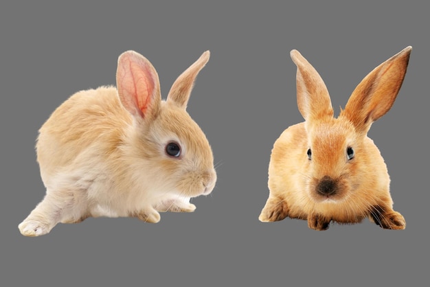 día mundial de los animales Lindos animales de conejo sobre fondo gris transparente 3