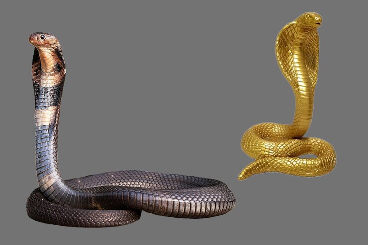 Foto dia mundial dos animais king cobra snake em fundo cinza transparente