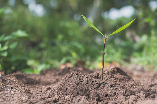 Día Mundial del Medio Ambiente, plantar árboles y amar el medio ambiente, amar la naturaleza.