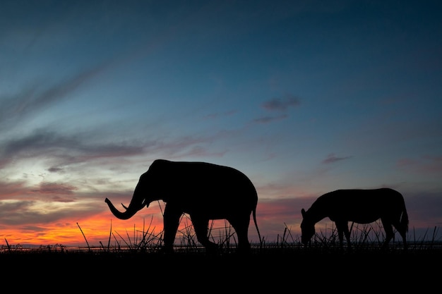 Día Mundial de la Vida Silvestre