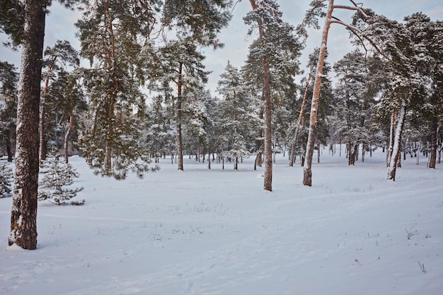 Dia na floresta de inverno nevado